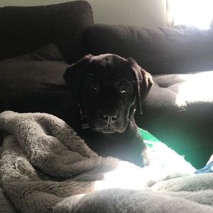 Meet your Posher, Ann